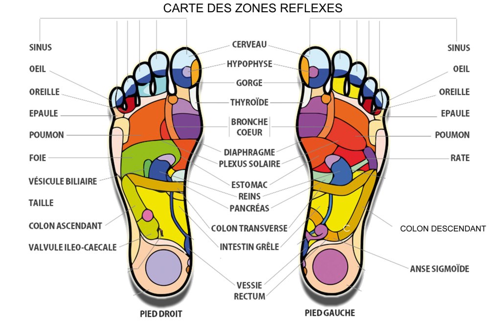 carte reflexologie plantaire